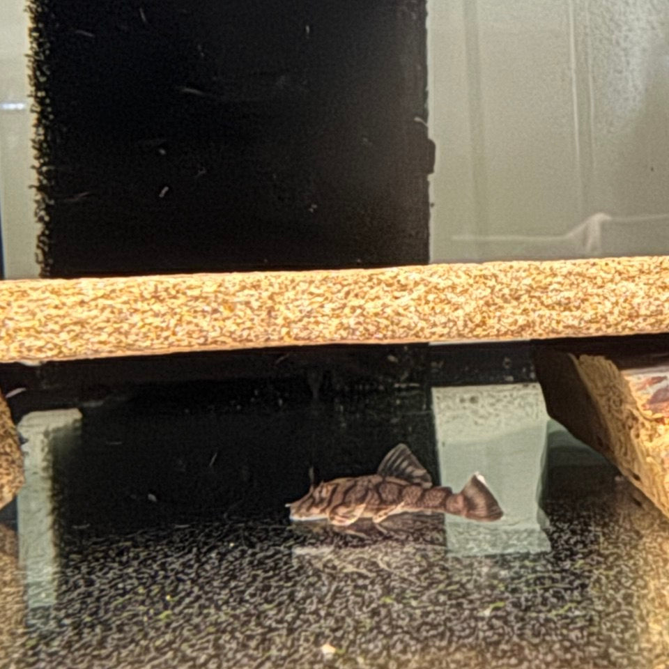 Анциструс Bushynose L519 Honeycomb Kiefnery Pleco (Ancistrus L519 Kiefnery)
