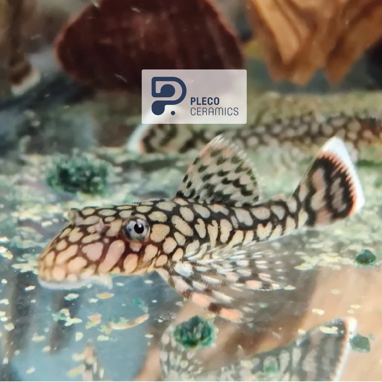 Анциструс Вабенмунстер (Ancistrus Wabenmunster)