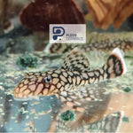 Загрузить изображение в средство просмотра галереи, Анциструс Вабенмунстер (Ancistrus Wabenmunster)
