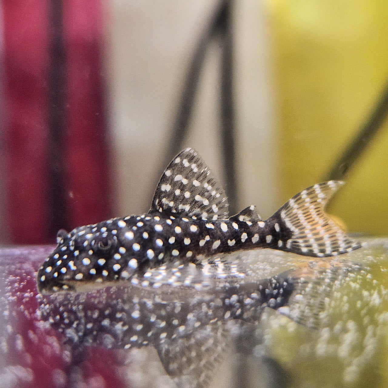 Гіпанциструс L136b Pleco (Hypancistrus L136b)
