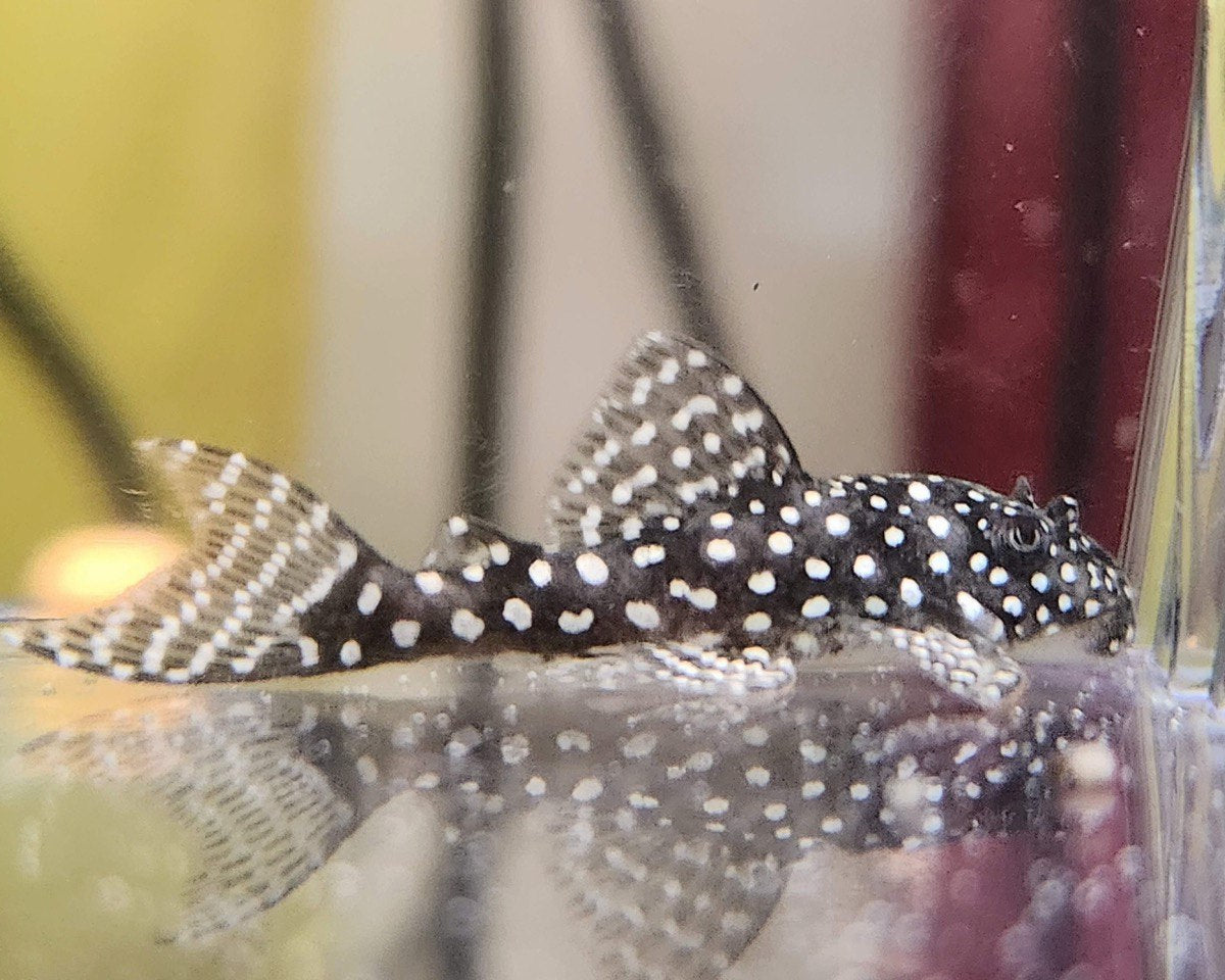 Гіпанциструс L136b Pleco (Hypancistrus L136b)