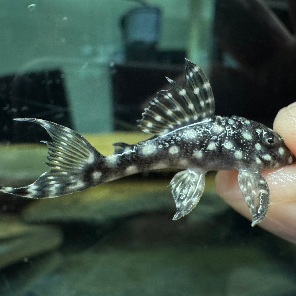 Гіпанциструс L136b Pleco (Hypancistrus L136b)