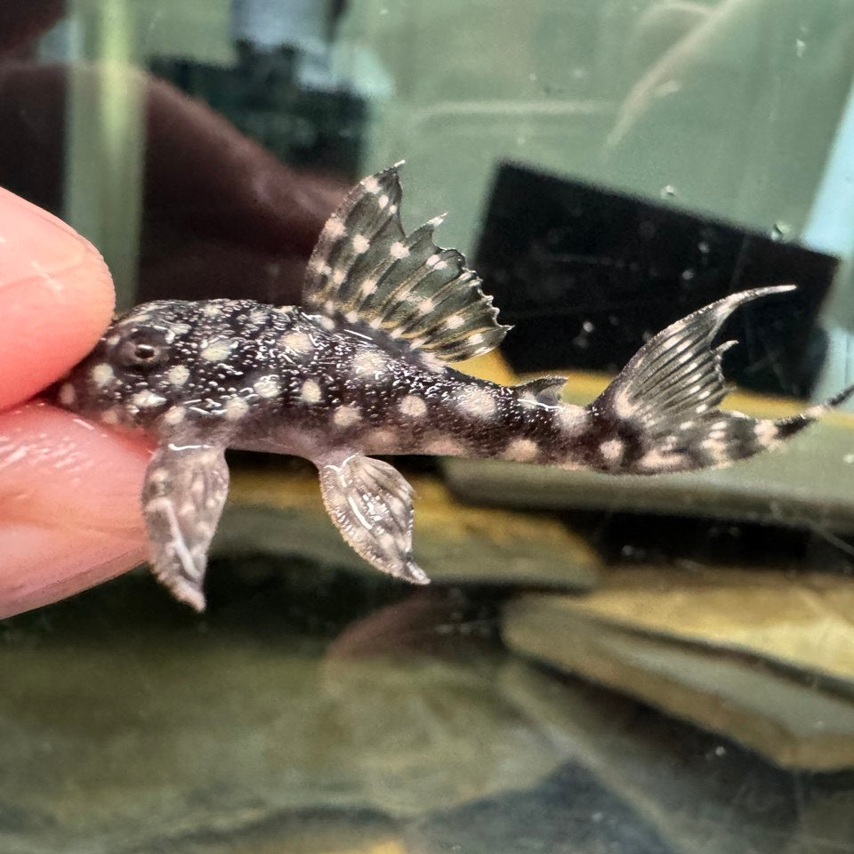 Гіпанциструс L136b Pleco (Hypancistrus L136b)