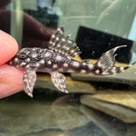 Загрузить изображение в средство просмотра галереи, Гіпанциструс L136b Pleco (Hypancistrus L136b)
