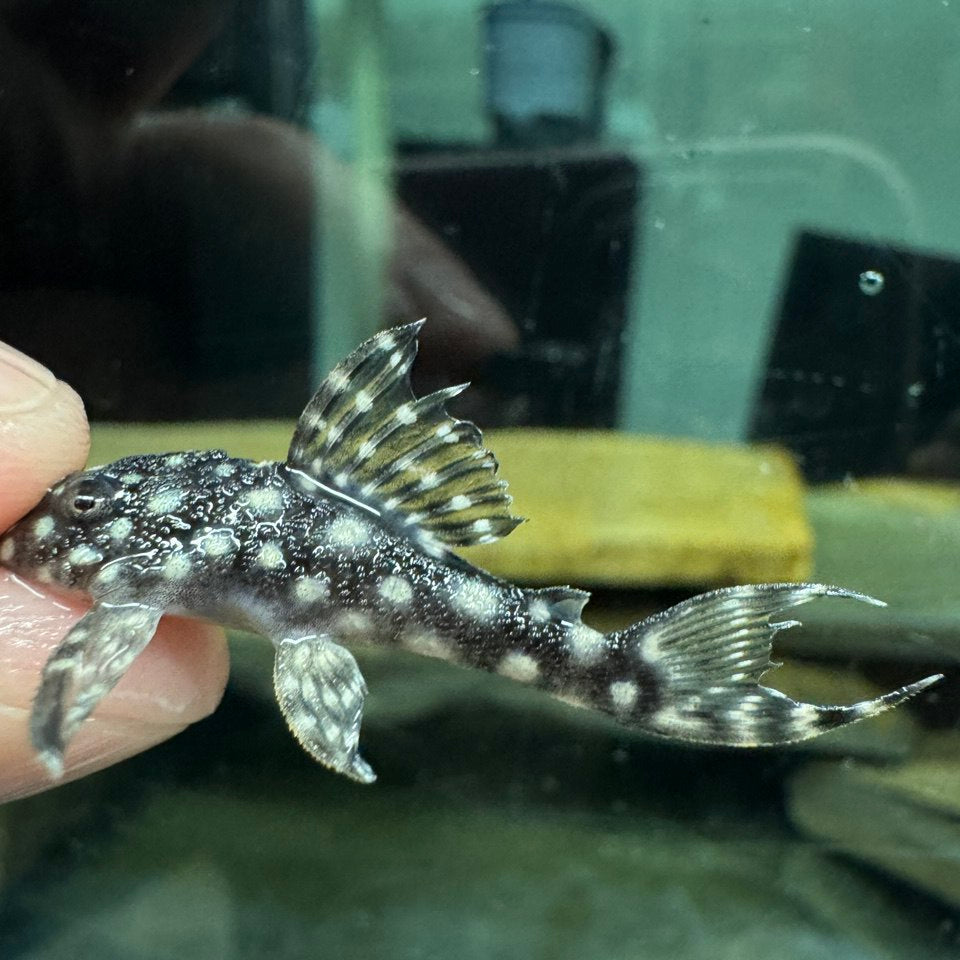 Гіпанциструс L136b Pleco (Hypancistrus L136b)