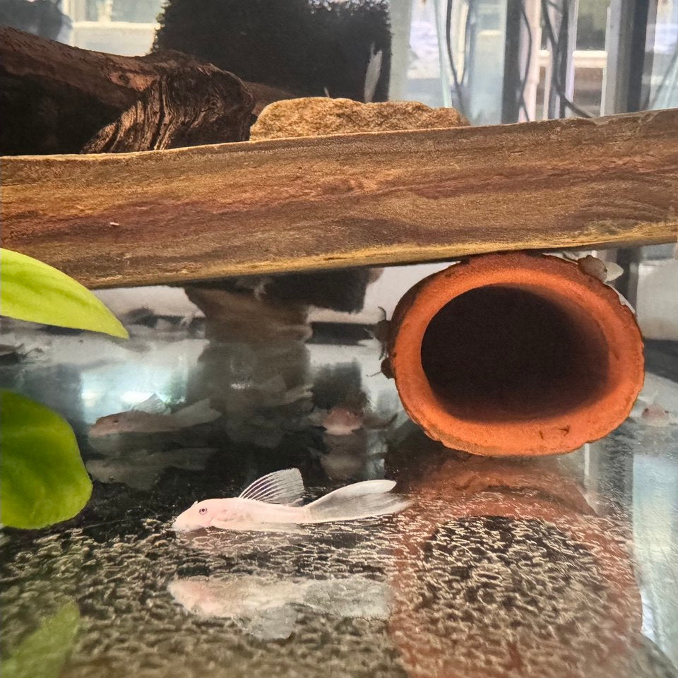 Анциструс Снiжинка (Ancistrus Snow White)