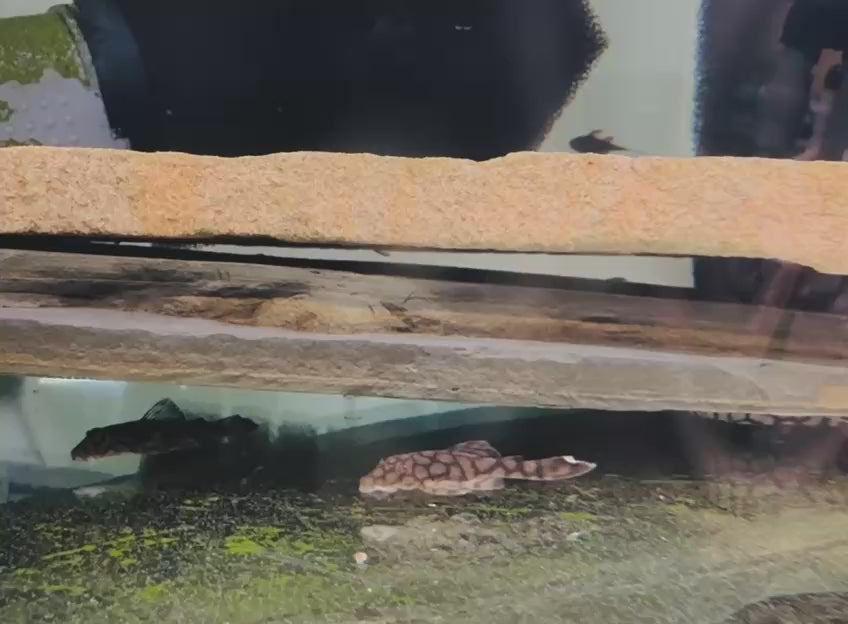 Анциструс Bushynose L519 Honeycomb Kiefnery Pleco (Ancistrus L519 Kiefnery)