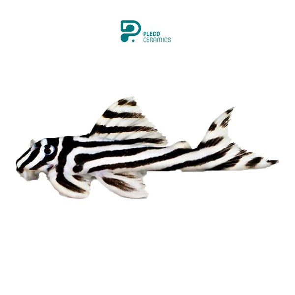 Гіпанциструс Зебра Л046 (Hypancistrus Zebra L046) – plecoceramics.com.ua